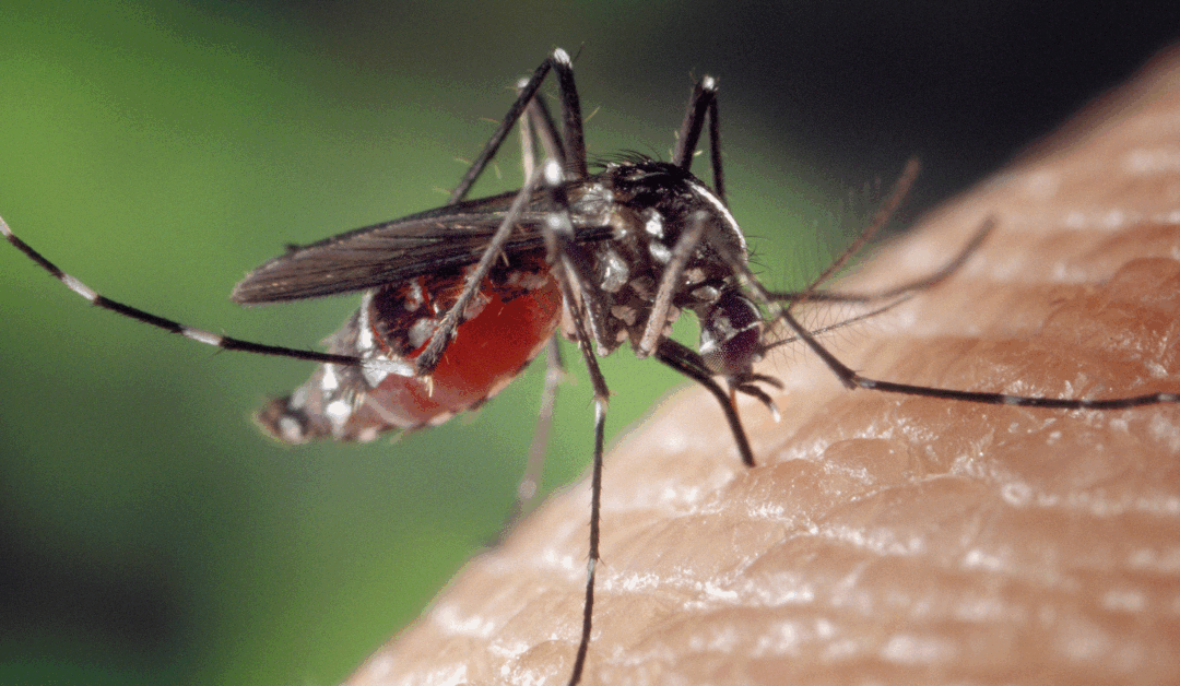 Pitt virologists and computational biologists build a model to study Eastern equine encephalitis virus
