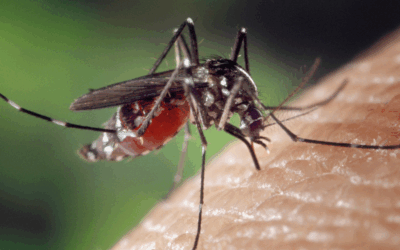 Pitt virologists and computational biologists build a model to study Eastern equine encephalitis virus