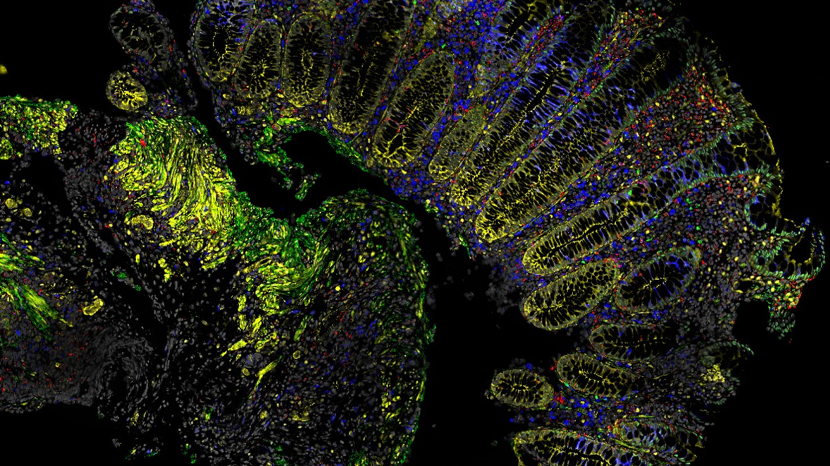 bioimaging analysis lab image