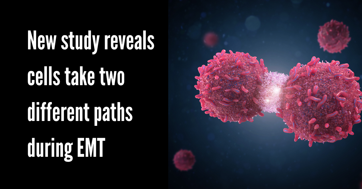 New study reveals cells take two different paths during EMT